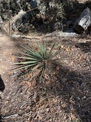 Yucca baccata brevifolia