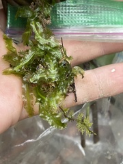 Pallavicinia lyellii