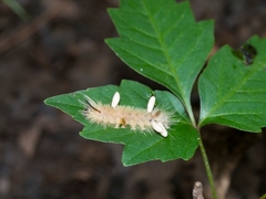 Microgastrinae