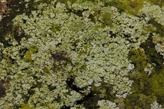 Physcia caesia
