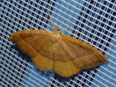 Watsonalla cultraria