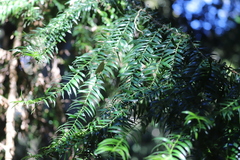 Araucaria bidwillii