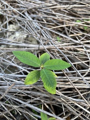 Euphorbia heterophylla