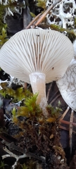 Clitocybe rivulosa