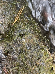 Hygroamblystegium varium