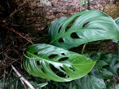 Monstera
