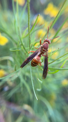 Polistes bellicosus