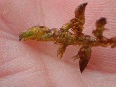 Scorpidium scorpioides