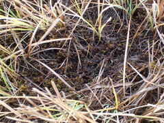 Scorpidium scorpioides
