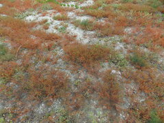 Polypremum procumbens