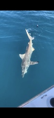 Carcharhinus limbatus