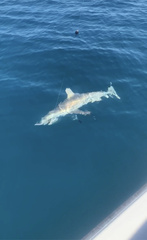 Carcharhinus limbatus