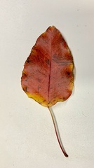 Pyrus calleryana