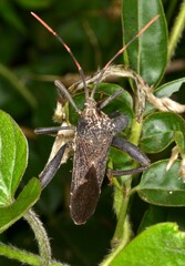 Elasmopoda
