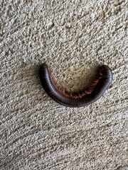 Narceus americanus