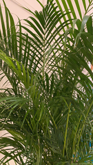 Dypsis lutescens