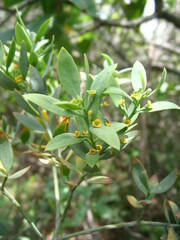 Osyris lanceolata