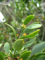 Osyris lanceolata