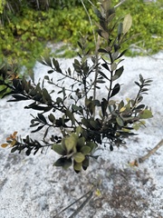 Lyonia