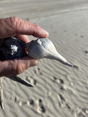 Sinistrofulgur pulleyi