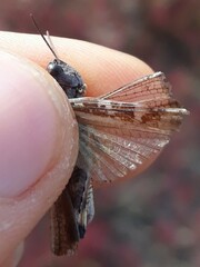 Epacromiini