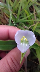 Commelina platyphylla