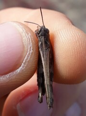 Epacromiini