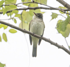 Empidonax traillii