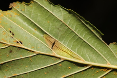 Phyllonorycter rajella