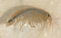 Gammarus seideli