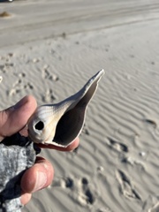 Sinistrofulgur pulleyi