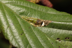 Phyllonorycter rajella