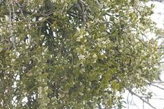 Phoradendron villosum