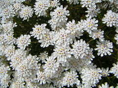 Iberis procumbens