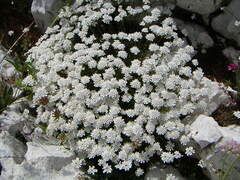 Iberis procumbens