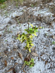 Diplacus aurantiacus