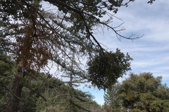 Phoradendron villosum