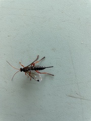 Echthromorpha intricatoria