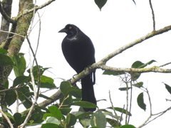 Molothrus oryzivorus