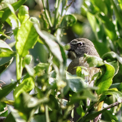 Saltator striatipectus