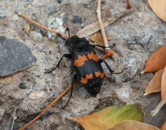 Nicrophorus