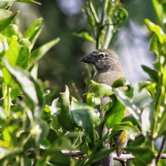 Saltator striatipectus