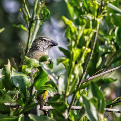 Saltator striatipectus
