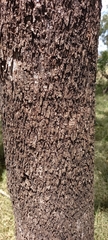 Eucalyptus bosistoana