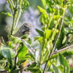 Saltator striatipectus