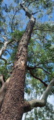 Eucalyptus bosistoana