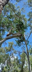 Eucalyptus bosistoana