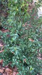 Prunus ilicifolia