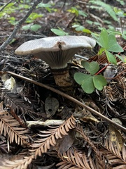 Gomphidius oregonensis