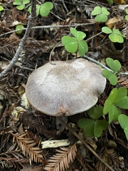 Gomphidius oregonensis